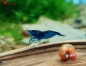 Preview: Blue Dream